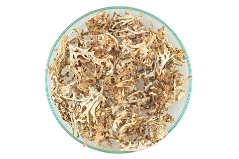 Porost Islandzki Płucnica cetraria islandica